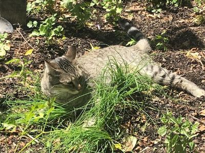 The cat is lying in the ground all by itself.